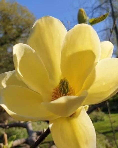 Magnolia Lois ... In my opinion the best yellow magnolia in our collection .. . The flowers are large for a yellow cultivar and sit beautifully on the branches ... Magnificent fragrant yellow cup-shaped flowers have butter yellow overtones and sit atop the branches in mid spring before the foliage ... Yamina Rare Plants Yellow Magnolia, Yellow Cups, Australian Garden, Unusual Plants, Butter Yellow, In My Opinion, Purple Heart, Rare Plants, Small Trees