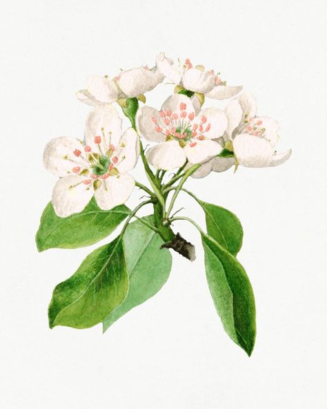 Vintage pear flower illustration mockup. Digitally enhanced illustration from U.S. Department of Agriculture Pomological Watercolor Collection. Rare and Special Collections, National Agricultural Library. | premium image by rawpixel.com / kanate Pear Flower, Apple Flowers, Pear Blossom, Free Illustration Images, Leaves Illustration, Leaf Illustration, Flowers Illustration, Botanical Illustration Vintage, Flower White