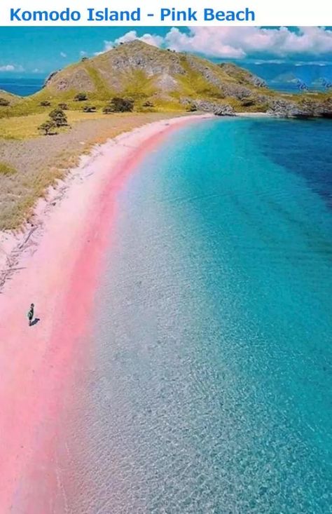 Pink Beach Bahamas, Pretty Countries, Pink Beaches, Bahamas Trip, Greece Italy, Salt Room, Komodo National Park, Marine Algae, Komodo Island