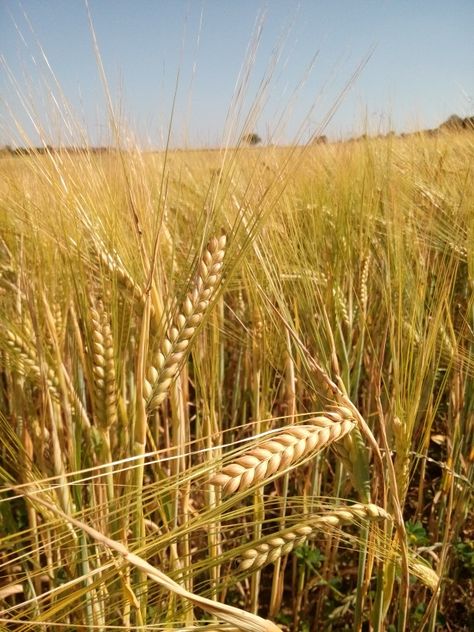 Field of barley. Field Of Barley, Barley Field Aesthetic, Barley Plant, Barley Field, White Corn, Fields Of Gold, A Court Of Wings And Ruin, Travel Canada, Field Of Dreams