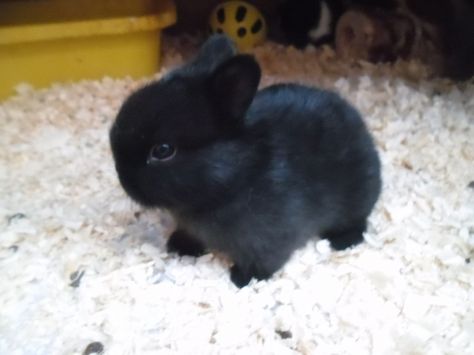 dwarf bunny baby black SOOOO CUTE Mini Lop Bunnies, Rabbits For Sale, Adorable Bunnies, Bunny Stuff, Monthly Baby Photos, Baby Rabbit, Bun Bun, Monthly Baby