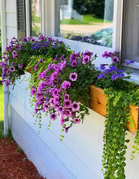 Window Flower Boxes, Planter Boxes Flowers, Window Box Plants, Balcony Planters, Plant Window, Window Box Flowers, Balcony Flowers, Window Planters, Window Planter Boxes