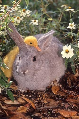 Bunny and duckling. Cele Mai Drăguțe Animale, Animals Friendship, Baby Bunnies, Cute Creatures, Sweet Animals, Cool Stuff, Animal Photo, 귀여운 동물, Cute Bunny