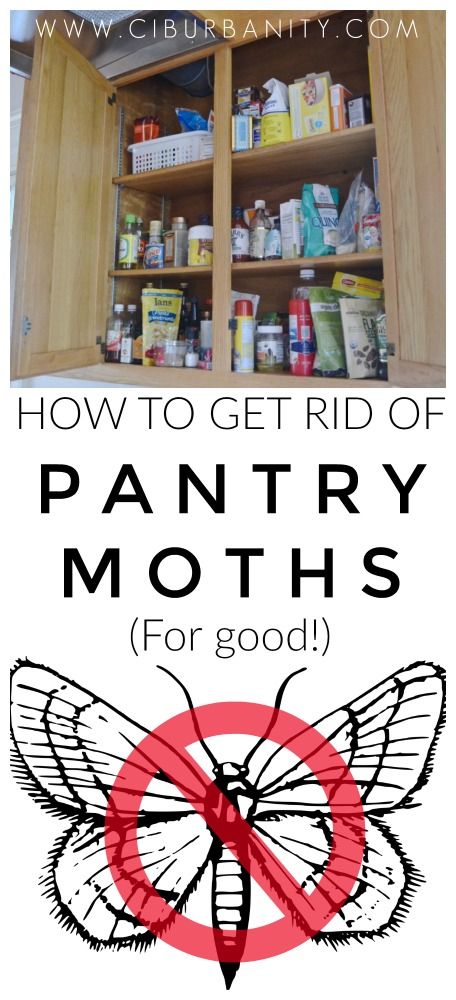 How To Get Rid Of Moths In The House, Moths In Closet, How To Get Rid Of Moths In Pantry, How To Get Rid Of Pantry Moths, Pantry Bugs, Getting Rid Of Moths, Clean Pantry, Pantry Moths, Moth Fly