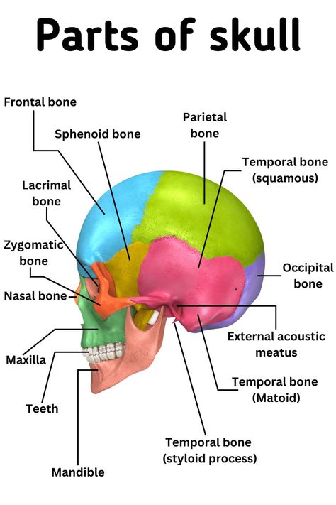 Parts of Skull Names in English - Skull Anatomy - Learn English Vocabulary Back Of Skull Anatomy, Human Bones Name, Bones Names Anatomy, Anatomy Bones Studying, Dermatology Notes, The Skull Anatomy, Skull Bones Anatomy, Parts Of The Skull, Parts Of Brain