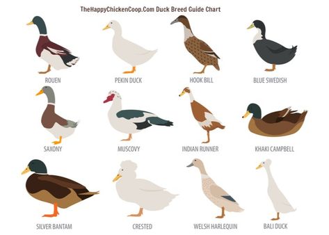 The Ultimate Duck Breed Guide - The Happy Chicken Coop Cat Eye Syndrome, Wild Ducks, Duck Breeds, Poultry Farming, Animal Plates, Raising Farm Animals, Runner Ducks, Duck Drawing, Human Dna