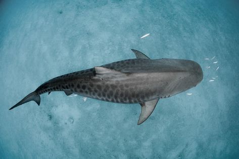 Great White Shark Top View, Tiger Shark Photography, Shark Top View, Wall Shark, Tiger Shark Tattoo, Aquatic Aesthetic, Shark Project, Tiger Sharks, Blue Vibe