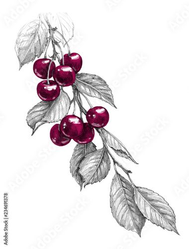 Cherry Drawing, Cherries Painting, Cherry Branch, Branch Drawing, Crayons Pastel, Cherry Tattoos, Tree Drawings Pencil, Realistic Sketch, Plant Tattoo