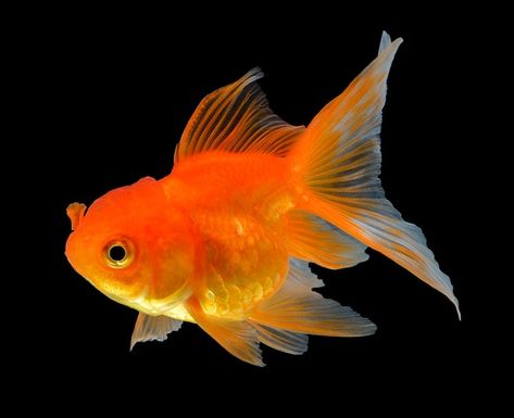 Fish Reference, Photo Gold, Gold Fish, Goldfish, Premium Photo, Fish, Pet, Orange, Water