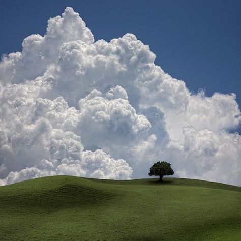 Magic Places, Dream Core, Clouds Photography, Lone Tree, Liminal Spaces, Cloud Painting, White Clouds, Sky And Clouds, Beautiful Sky