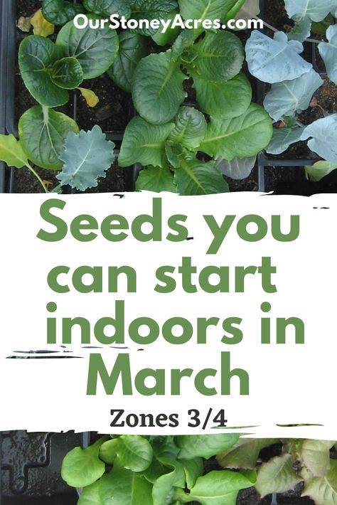 It may be a little cold right now to be thinking about vegetable gardening but by the end of March you can start some seeds inside. You will find a lot of seeds you can start in March indoors on this list. You can also find more gardening ideas for March too. Start Indoor Garden, Seeds To Start In March, What To Plant In March, March Gardening, When To Start Seeds Indoors, Seed Starting Calendar, Seed Starting Indoors, Starting Seeds Inside, When To Plant Seeds