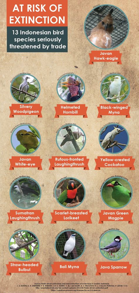 Indonesia’s national bird, the Javan hawk-eagle, is among 13 species threatened by illegal trade, warns a wildlife watchdog Javan Hawk Eagle, Saving Earth, Eco Club, Endangered Birds, Animal Infographic, Extinct Birds, Study Environment, Pig Breeds, Hawk Eagle