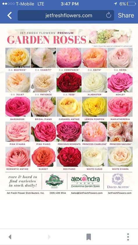 Vip Roses, Flowers Chart, Flower Backyard, Rose Color Meanings, Flower Identification, Rose Varieties, Flower Installation, Types Of Roses, Coming Up Roses