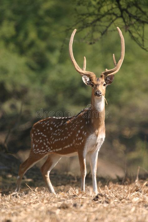 Spotted deer. (Axis axis), Keoladeo Ghana National Park, Bharatpur, Rajasthan, I , #Sponsored, #axis, #Keoladeo, #Axis, #Spotted, #deer #ad Real Life Superhero, Halloween Costume Ideas For Kids, Creative Halloween Costume Ideas, National Geographic Animals, Costume Ideas For Kids, Spotted Deer, Deer Throw Pillows, Deer Photos, Deer Pictures