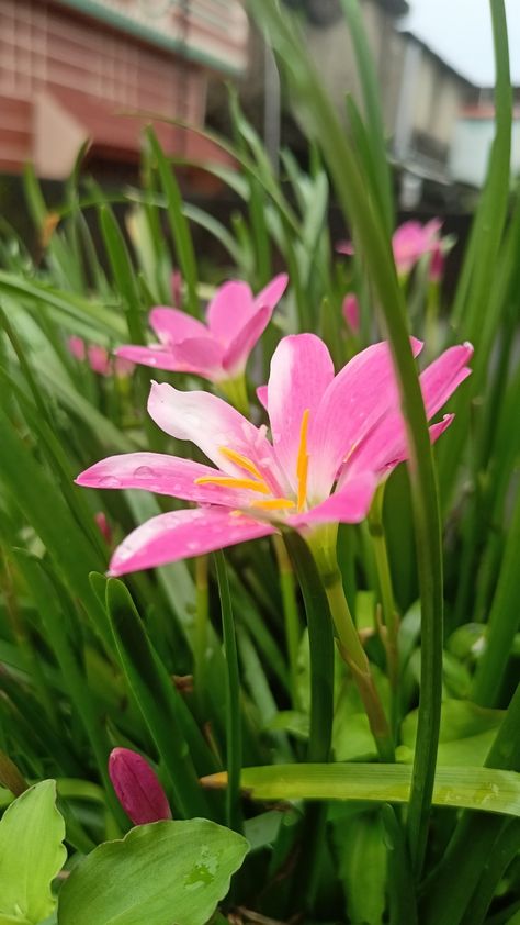 #pinkrainlily #flowers #beautifulflowers #pink #lily Rain Lily, Pink Rain, Flower Therapy, Pink Lily, Enjoy Life, Beautiful Flowers, Lily, History, Plants