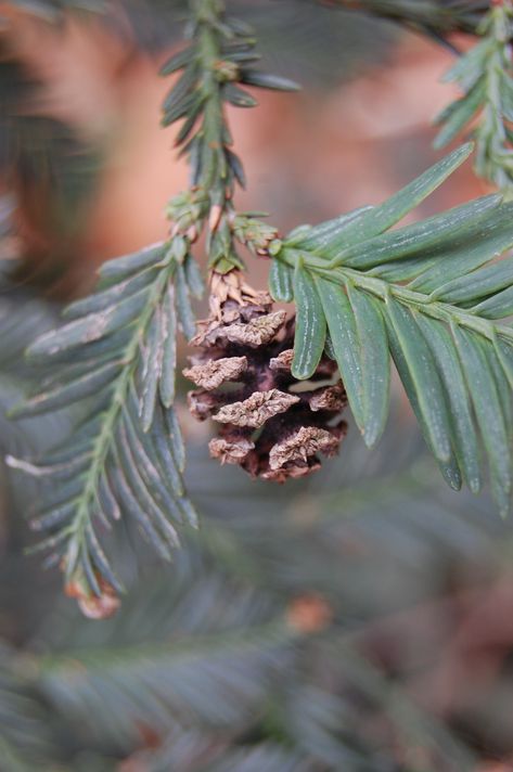 Coastal Redwood cone Redwood Tattoo, Mountain Ash Tree, Humboldt Redwoods State Park, Sequoia Sempervirens, Coast Redwood, Coastal Redwood, Bristlecone Pine, Forest Ecosystem, Box Project