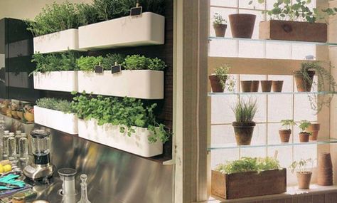 It's a no-brainer, but growing herbs in your kitchen isn't just good for cooking. Most herbs give off beautiful aromas and are really nice to look at – a win win situation. Indoor Herb Garden Diy, Herb Garden Wall, Container Herb Garden, Herb Garden Planter, Hanging Herbs, Herb Garden In Kitchen, Diy Herb Garden, Vertical Vegetable Garden, Indoor Herb