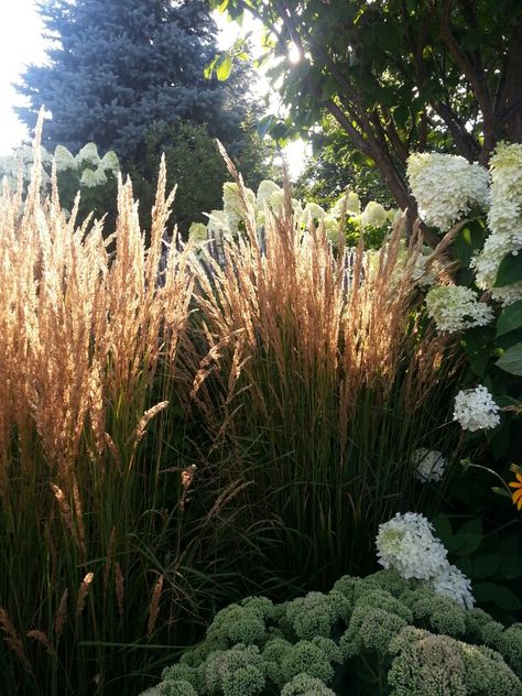 Backlit ornamental grasses (Calamagrostis acutiflora 'Karl Foerster') keeping company with Limelight hydrangeas and Autumn Joy sedums | my summer garden Grass Hydrangea Garden, Hydrangea With Grasses, Sedum And Hydrangea, Hydrangea And Ornamental Grasses, Ornamental Grass And Hydrangea, Karl Foerster Grass Landscaping, Hydrangea And Grasses, Calamagrostis Acutiflora, Garden Grasses