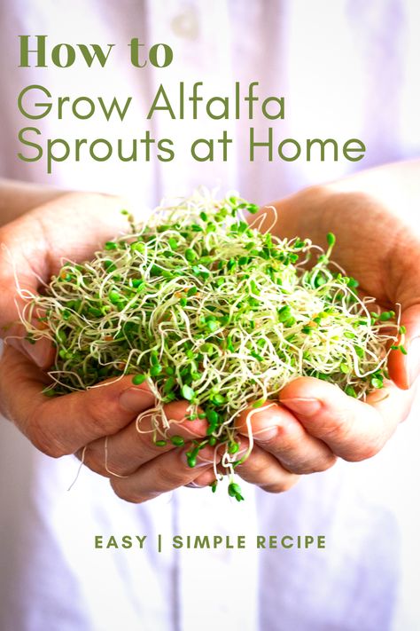 Surviving Apocalypse, Alfalfa Sprouts Recipes, Grow Alfalfa Sprouts, Sprout Growing, Fruit Forest, Microgreens Garden, Business Study, Growing Sprouts, Micro Greens