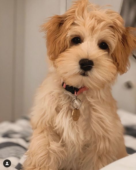 Havanese Poodle, Havanese Haircuts, Poodle Mix Breeds, Poodle Mix Puppies, Havanese Puppies For Sale, Designer Dogs Breeds, Poodle Haircut, Poodle Mix Dogs, Dog Haircuts