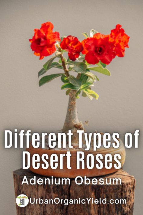 Learn how to care for Adenium, often known as Desert Rose. Learn about the many varieties of Adenium plants that may be grown in your garden, yard, or landscaping. Desert Rose Tattoo, Dessert Rose Plant, Desert Rose Care, Adenium Plant, Rose Flower Colors, Air Plant Garden, How To Water Succulents, Desert Roses, Desert Rose Plant