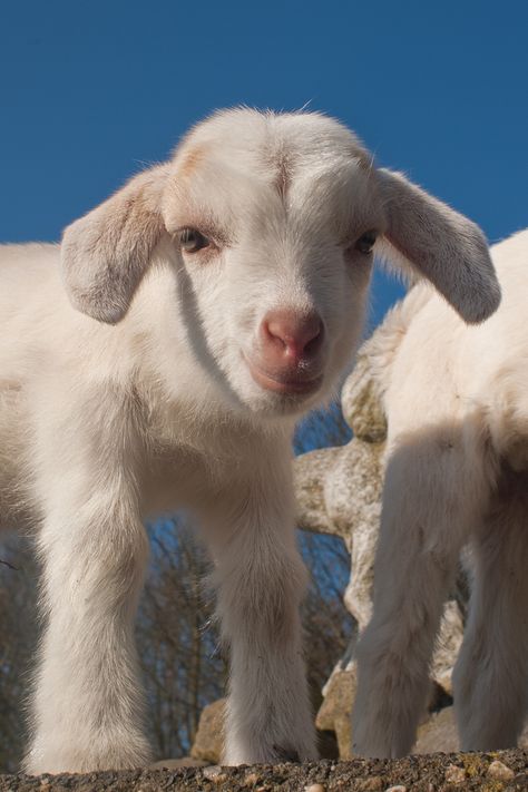 Baby Goat, Cute Goats, Baby Goats, Haiwan Peliharaan, Cute Creatures, Sweet Animals, Cute Little Animals, 귀여운 동물, Animals Friends