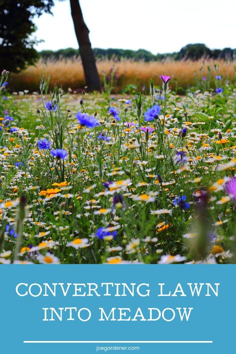 Meadow Yard Ideas, Meadow Grass Lawn, Meadow Lawn Design, Texas Meadow Garden, Wild Lawn Ideas, Meadow Yard Landscape, Front Yard Meadow Garden, Lawn To Meadow, Lawn To Wildflower Meadow