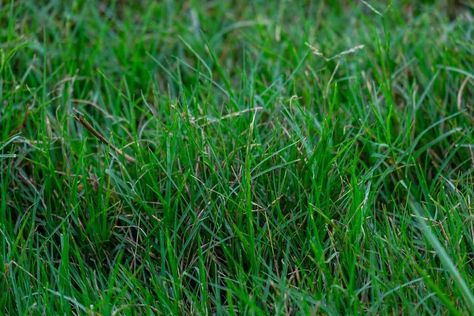 Centipede Grass vs. Bermuda: Pros, Cons, and How To Choose – Thriving Yard Lawn Grass Types, Centipede Grass, Grass Types, Bermuda Grass, Types Of Grass, Lawn Tools, Grass Type, Soil Testing, Sandy Soil