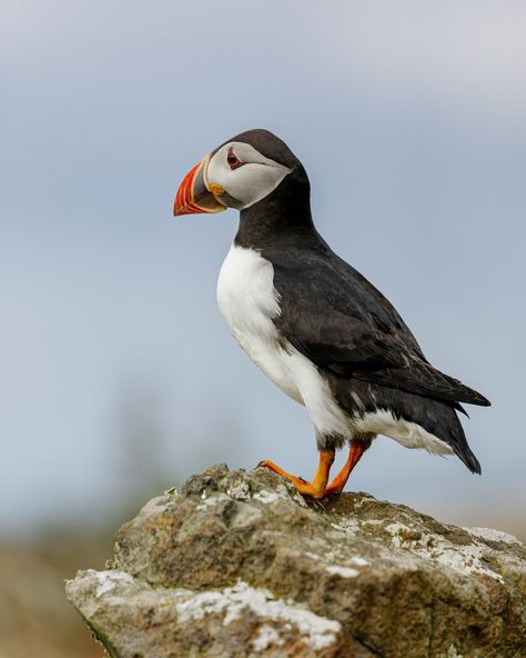 Puffins are fascinating seabirds that live in the North Atlantic Ocean. They can be found breeding on coastal cliffs and islands in places like Greenland, Iceland, and the British Isles, as well as along the eastern coast of North America. Puffins are known for their distinctive colorful beaks, which are bright orange or yellow during the breeding season and turn duller afterward. These charming birds are often called “clowns of the sea” because of their playful appearance and unique way of s... Coastal Cliffs, North Atlantic Ocean, Atlantic Puffin, Sea Birds, British Isles, Atlantic Ocean, Bright Orange, Iceland, The Sea