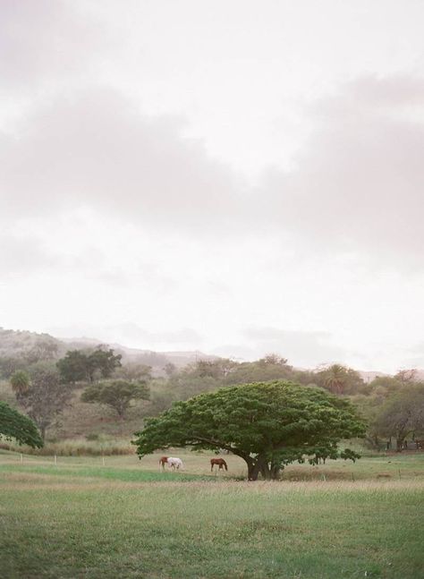 Romantic Hawaii Wedding Inspiration at Dillingham Ranch via Magnolia Rouge Hawaii Ranch, Dillingham Ranch, Chic Wedding Venues, Wedding Venues Hawaii, Wedding Venue Inspiration, Wedding Reception Venues, Rustic Outdoor, Vintage Hawaiian, Beautiful Backdrops