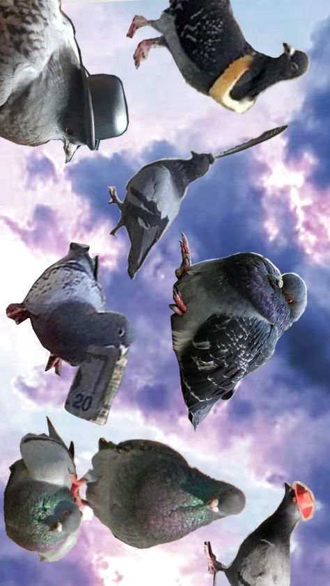 #pigeon #chaotic #icon #wallpaper Chaotic Wallpaper, Pigeon Wallpaper, Icon Wallpaper, Wallpaper Aesthetic, Phone Wallpapers, Pigeon, Aesthetic Wallpapers, Phone Wallpaper, Wallpapers