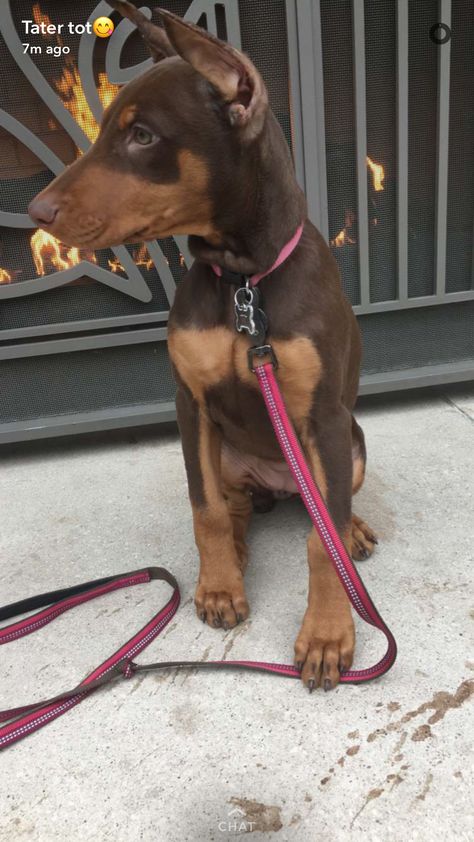 Doberman Pinscher Female, Red Doberman Puppy, Female Doberman, Red Doberman Pinscher, Brown Doberman, Red Doberman, Future Board, Doberman Puppy, Guard Dog