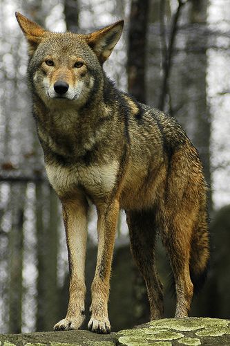 Red wolf | por ucumari photography Red Wolves, Red Wolf, Wild Wolf, Wolf Pictures, Beautiful Wolves, Rare Animals, Endangered Animals, Grey Wolf, Wild Dogs