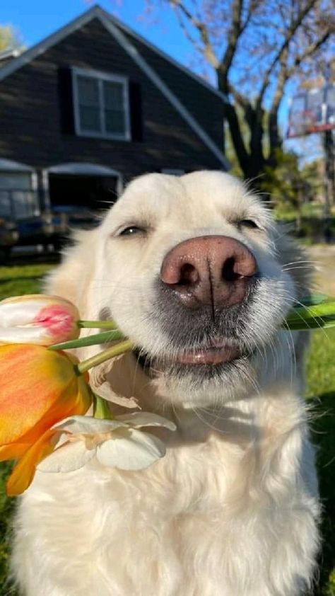 Retriever Puppy Wallpaper, Golden Retriever Cute Wallpaper, Dog Wallpaper Golden Retrievers, White Golden Retriever Puppy Aesthetic, Golden Retriever Smile, Golden Retriever Laptop Wallpaper, White Retriever, Golden Retriever Flowers, Smiling Golden Retriever