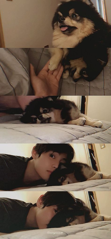 Kim taehyung 
YEONTAN 
BTS 
Kpop Yeontan With V, Yeontan Cute Wallpaper, Happy Birthday Yeontan, Taehyung With Yeontan, Yeontan Pictures, Dog Angel, Kim Taehyung Wallpaper, Bts Lockscreen, Little Dogs