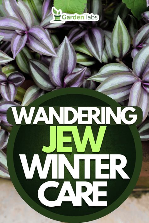 Wandering Jew Plant Outdoors, Wandering Jew Planter Ideas, Wondering Jew Plant Care, Wandering Jew Plant Care Indoors, Wondering Jew Plant, Wandering Jew Plant Care, Exterior Planters, Zebrina Plant, Wondering Jew