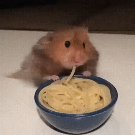 Hamster Eating, A Hamster, Hamsters, Spaghetti, Animals, Blue, White