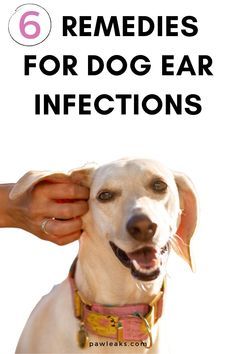 Ear Drops For Dogs, Dog Ear Infections, Cleaning Dogs Ears, Pet Remedies, Dogs Ears Infection, Dog Ear Cleaner, Dog Remedies, Dog Wellness, Ear Infections