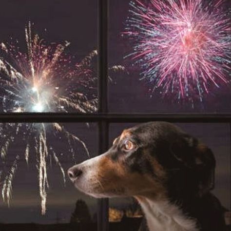 If Fireworks Terrify Your Pet, These Expert-Recommended Products Can Help — HuffPost Dogs And Fireworks, The Fourth Of July, Loud Noises, Animal Stories, Days Of The Year, Be Prepared, Your Pet, Fun Stuff, Fourth Of July