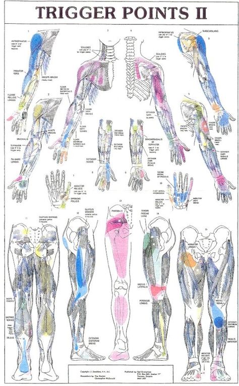 Trigger Points II, yep we like trigger points so well at F.I.R.S.T. we have both posters to help educate our clients! Trigger Point Therapy Charts, Punkty Spustowe, Trigger Point Therapy, Reflexology Massage, Trigger Point, Therapeutic Massage, Alternative Healing, Carpal Tunnel, Trigger Points