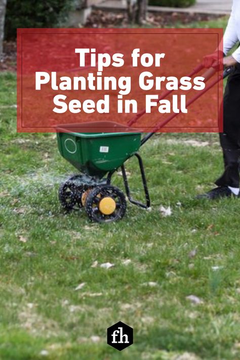 Can You Plant Grass Seed In The Fall, Best Time To Plant Grass Seed, Overseeding Lawn Fall, Planting Grass Seed Fall, How To Plant Grass Seed Lawn, Grass Seed Tips How To Grow, Best Grass Seed Lawn, When To Plant Grass Seed, Zoysia Grass Seed