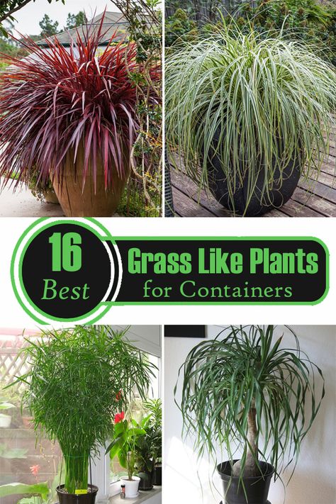 Tall Grass Plants In Pots, What To Plant In Tall Planters, Annual Grasses For Pots, Plants For Tall Pots Outdoor, Ornamental Grasses In Containers, Grass In Pots Outdoor, Tall Grasses In Pots, Grasses For Planters, Tall Patio Plants In Pots