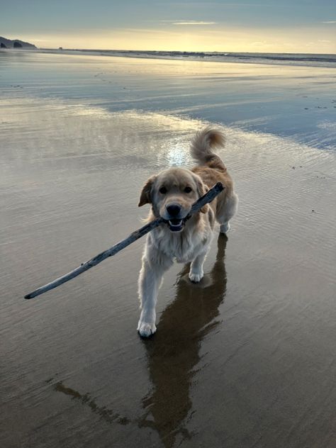 Dog Beach Aesthetic, Golden Retriever Puppy Beach, Coastal Widgets, Yellow Personality, Dogs On Beach, Dog At Beach, Golden Retriever Swimming, Golden Retriever Beach, English Retriever