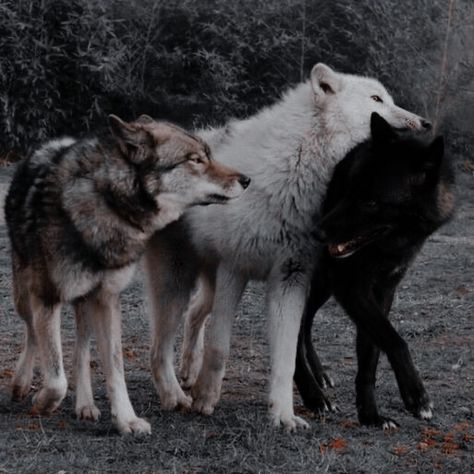 Werewolf Facts, Wolf Clothing, Werewolf Aesthetic, Wolf Colors, Wolf Photos, Wolf Love, Wolf Pictures, Wolf Spirit, Beautiful Wolves