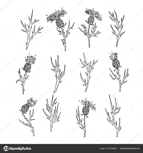 Thistle Tattoo Inspo Black Thistle Tattoo, Dainty Thistle Tattoo, Scotland Flower Tattoo, Thistle Tattoo Simple, Thistle Line Drawing, Tiny Thistle Tattoo, Thistle Drawing Simple, Small Thistle Tattoo, Scotland Inspired Tattoo