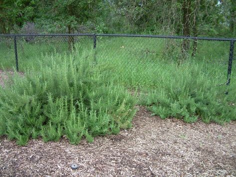 Tuscan Blue Rosemary, Tuscan Landscaping, Fragrant Garden, Backyard Renovations, Plant Images, Rosmarinus Officinalis, How To Grow, Container Gardening, Patio Garden