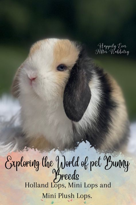 Each of these breeds offers its own unique characteristics and charm, making them excellent choices for those seeking a furry, small-sized companion. Mini Holland Lop Bunnies, Rabbit Burrow, Bunny Breeds, Lop Bunnies, Holland Lop Bunnies, Lop Bunny, Pet Bunny Rabbits, Bunny Stuff, Rabbit Breeds