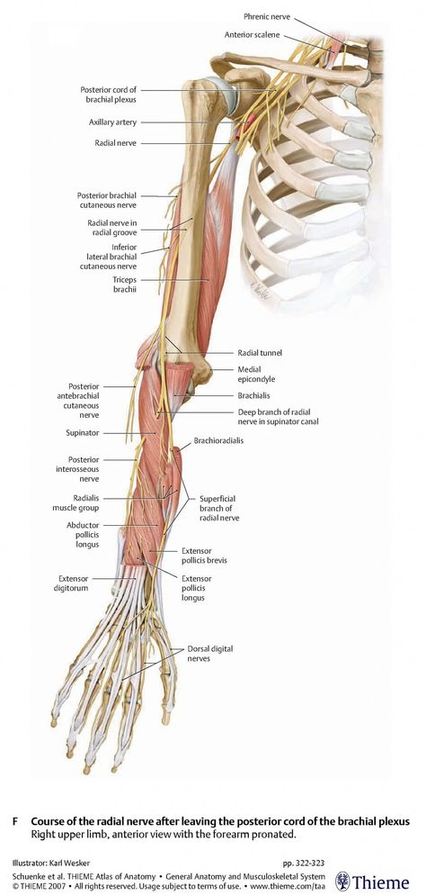 Anatomy Of Arm, Human Anatomy Picture, Shoulder Anatomy, Nerve Anatomy, Radial Nerve, Human Anatomy For Artists, Lower Blood Sugar Naturally, Basic Anatomy And Physiology, Human Body Anatomy