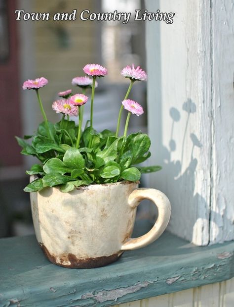 Teacup Gardens, Deco Nature, Garden Containers, Deco Floral, Container Flowers, Country Gardening, Container Plants, Window Sill, Garden Planters