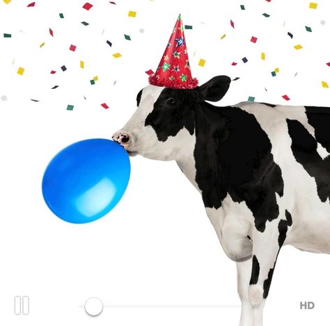 Silly Happy Birthday, Happy Birthday Icons, Happy Birthday Illustration, Birthday Icon, Cow Birthday, Birthday Illustration, Funny Happy Birthday, Happy Birthday Messages, Birthday Meme